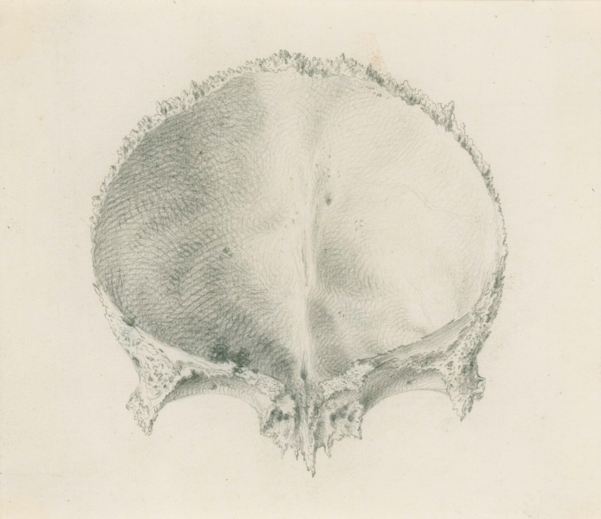 Gerard van der Gucht, The inside of the skull, related to Cheselden's Osteographia
