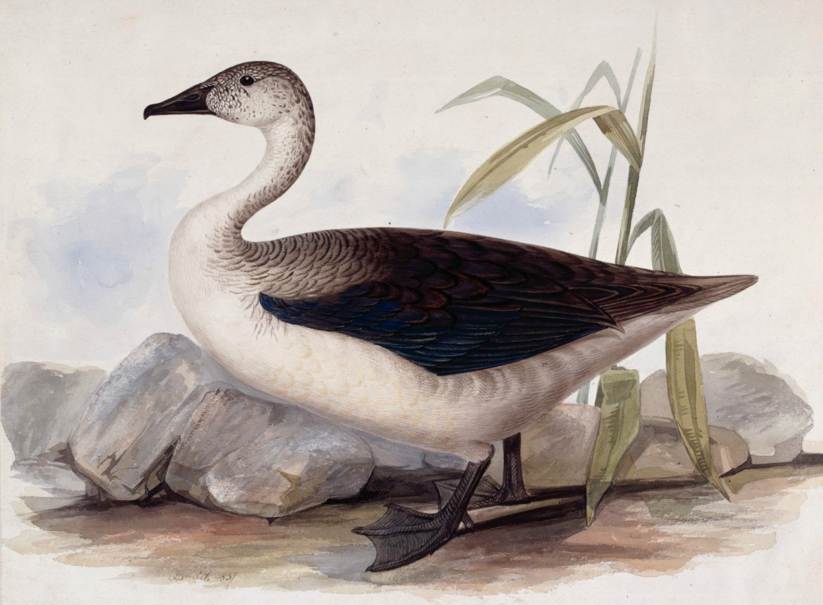 John Halphead Smith, A duck, possibly a female Comb Duck, in profile