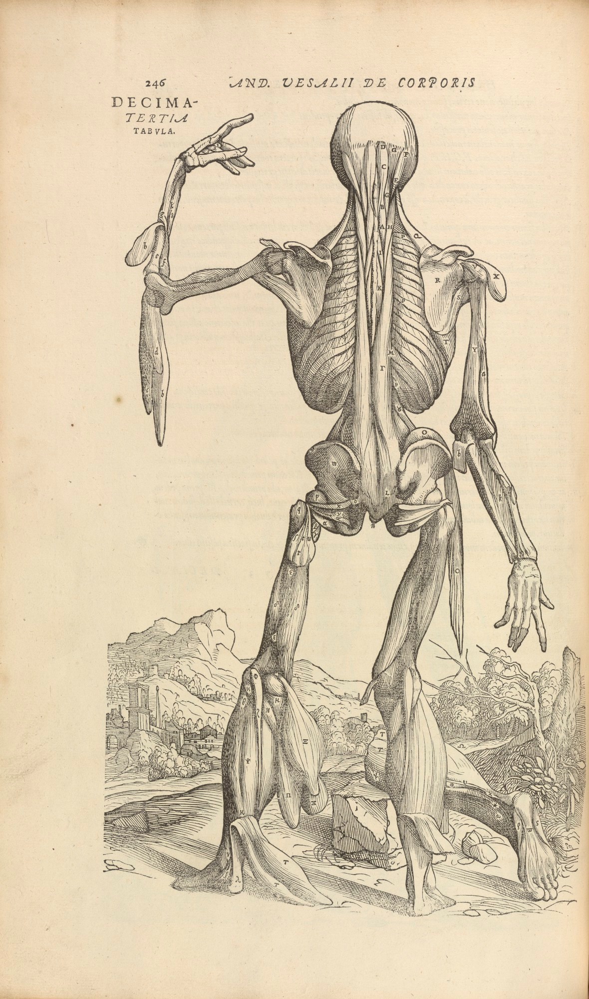 Unidentified Venetian artist and Titian and Jan Steven van Calcar, The Thirteenth Muscle Figure
