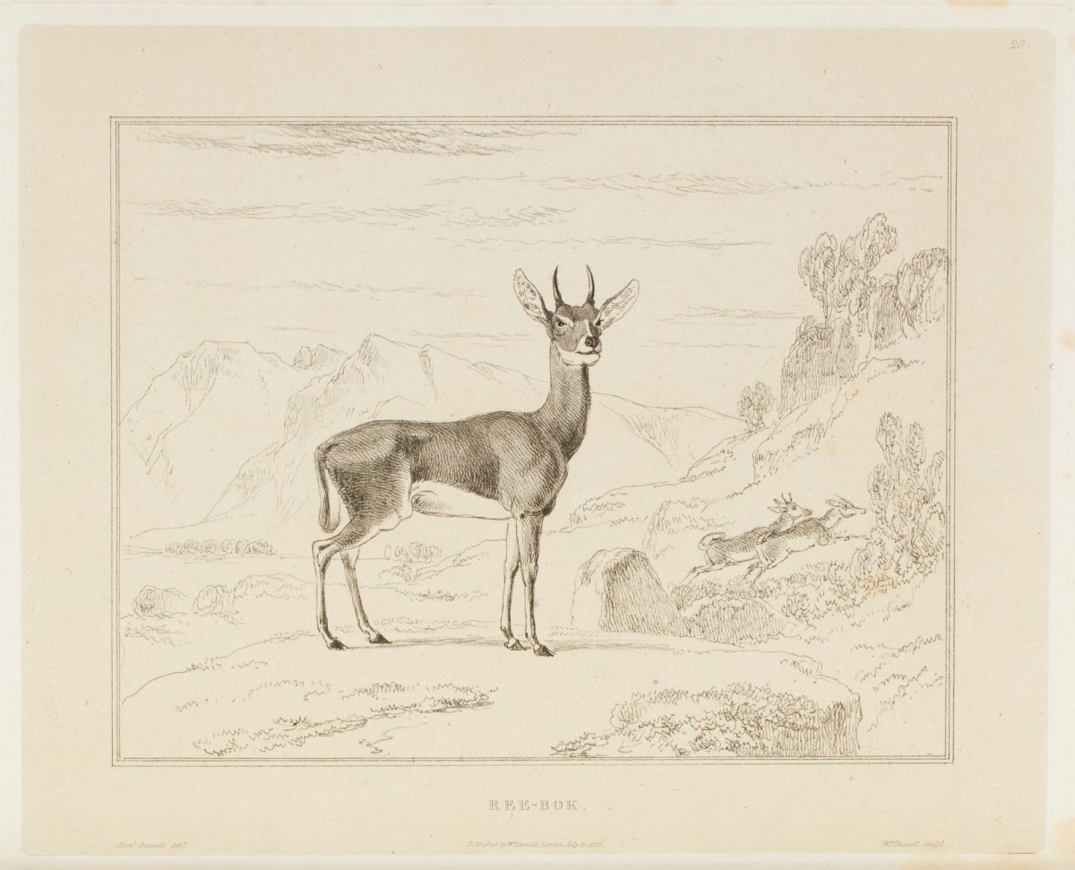Samuel Daniell, The red reebook