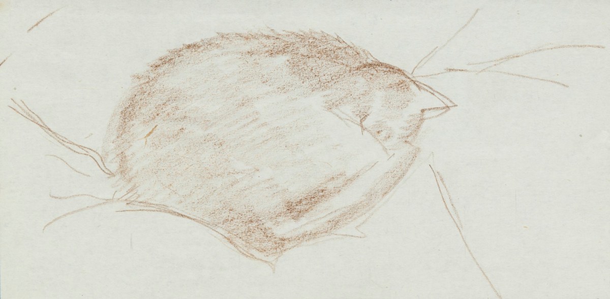Sketch Of A Curled Up Cat Works Of Art Ra Collection Royal