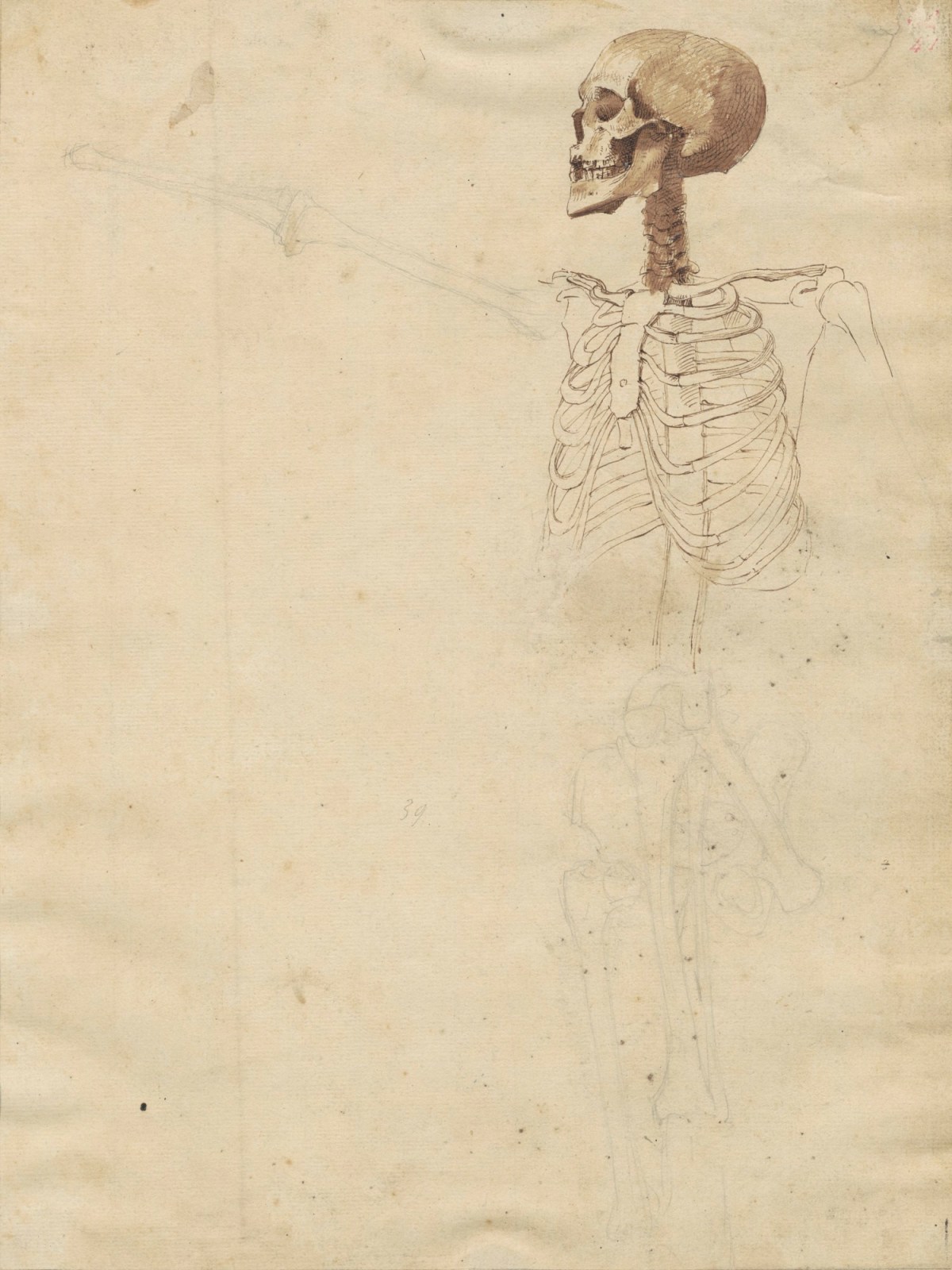 Benjamin Robert Haydon, Anatomical drawing - a skeleton