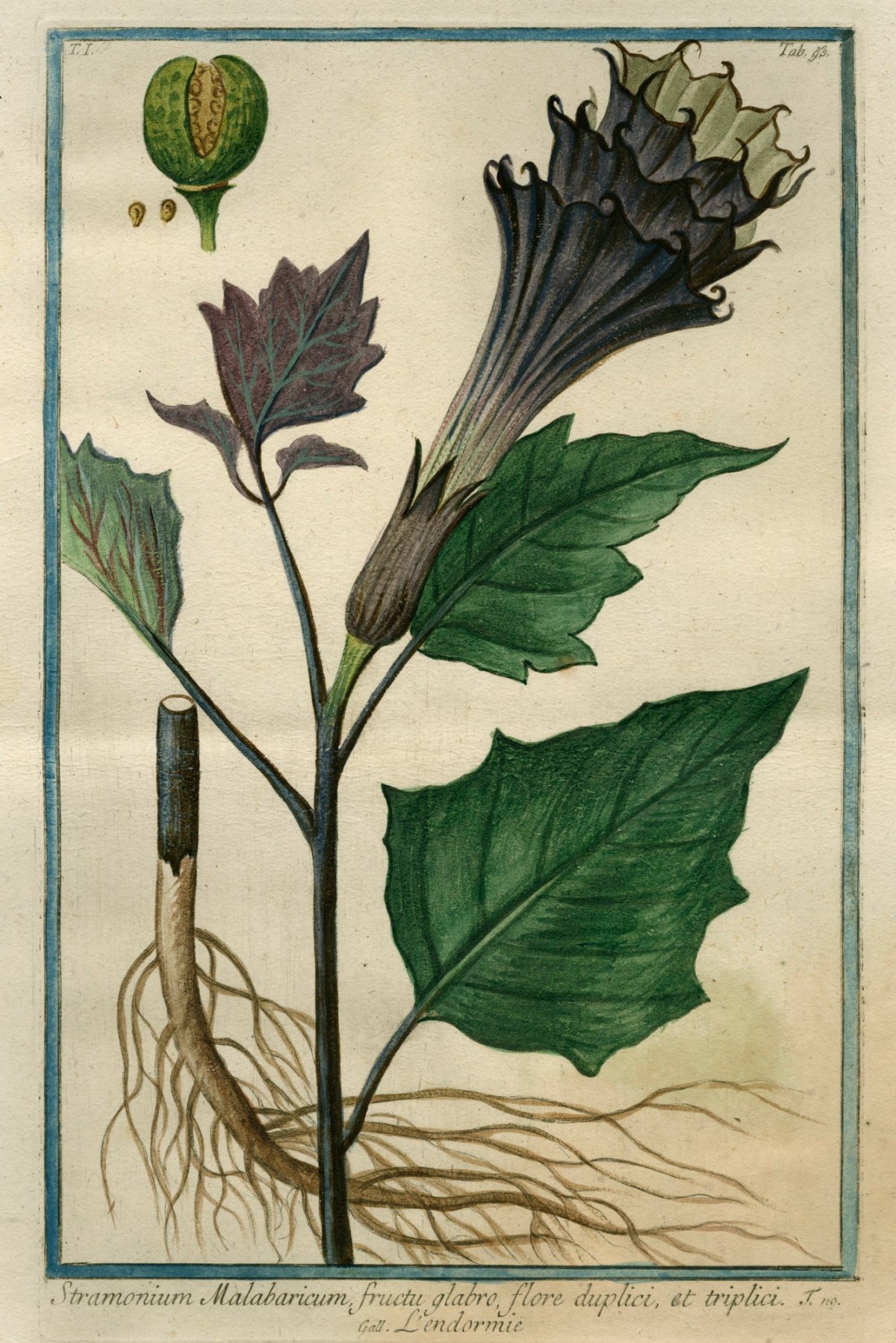 Cesare Ubertini, Thornapple