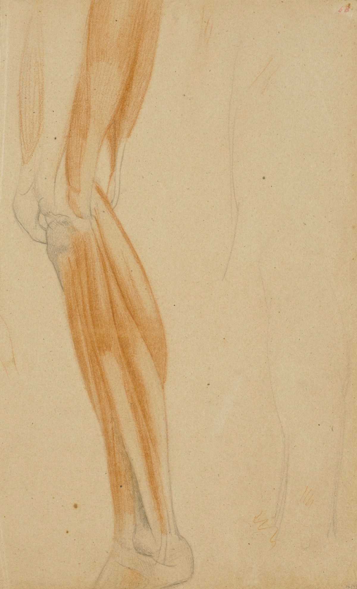 Benjamin Robert Haydon, Anatomical study of the lower leg
