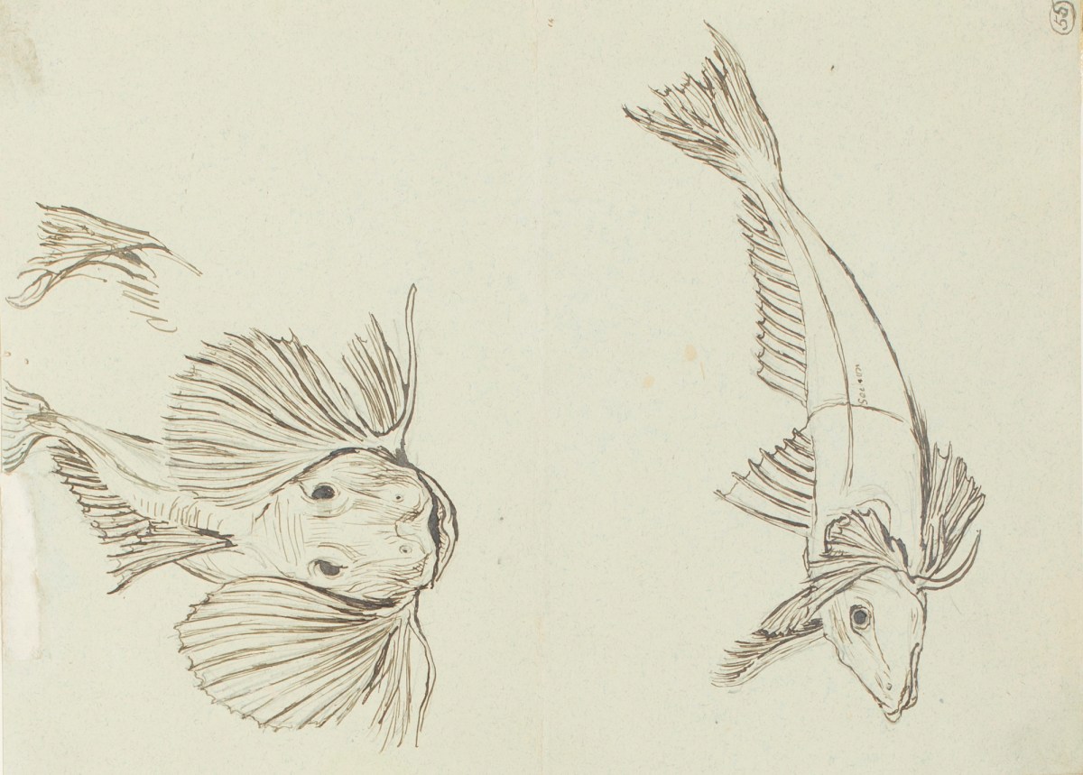 Henry Hugh Armstead RA, Two studies of a fish for the 'Wisbech fountain'