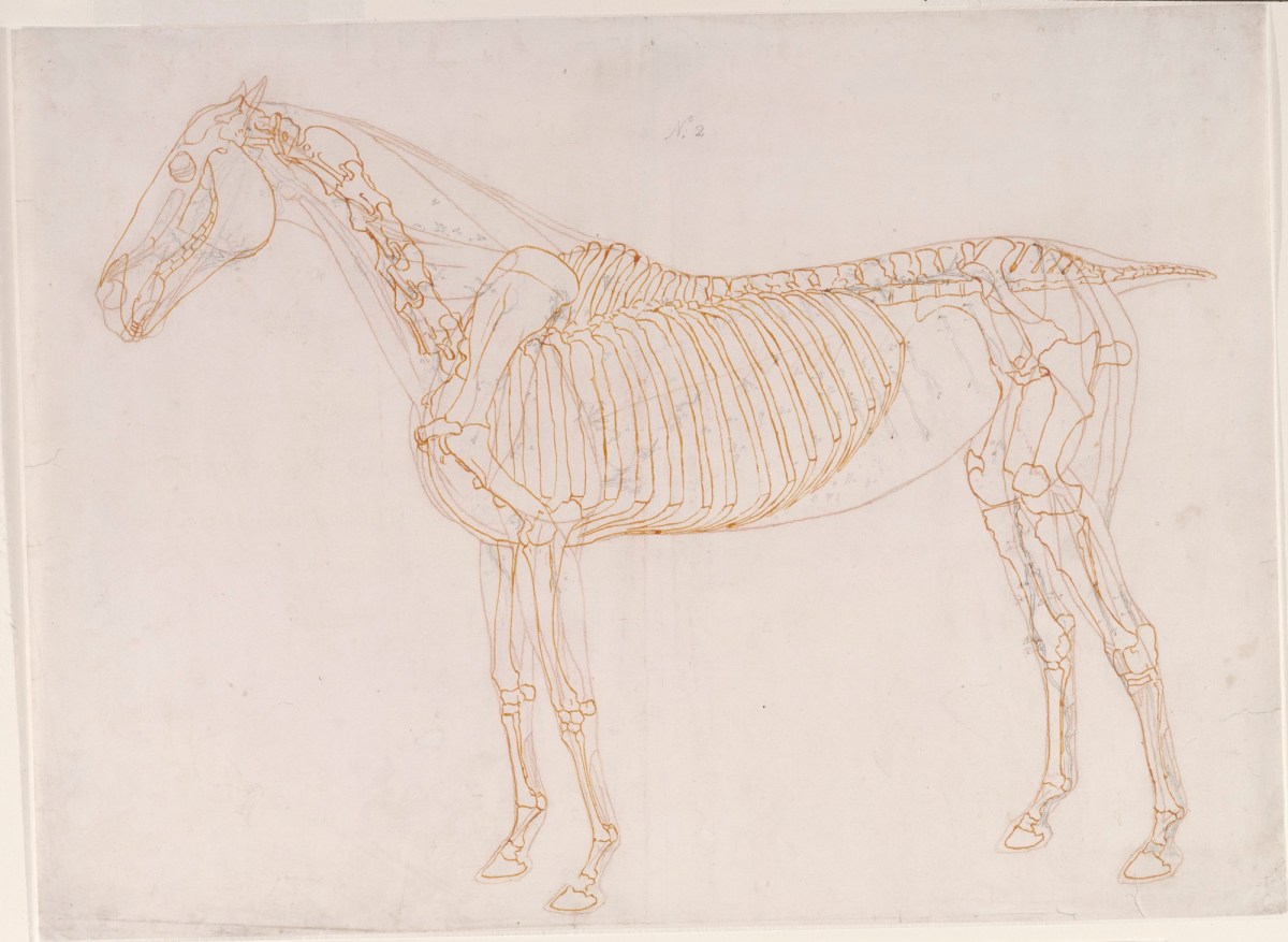 George Stubbs ARA, Working drawing of the Blood Vessels for 'The Second Anatomical Table of the Muscles ... of the Horse'