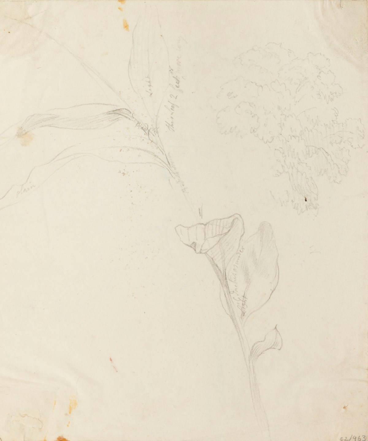 Philip Reinagle RA, Drawings of plants