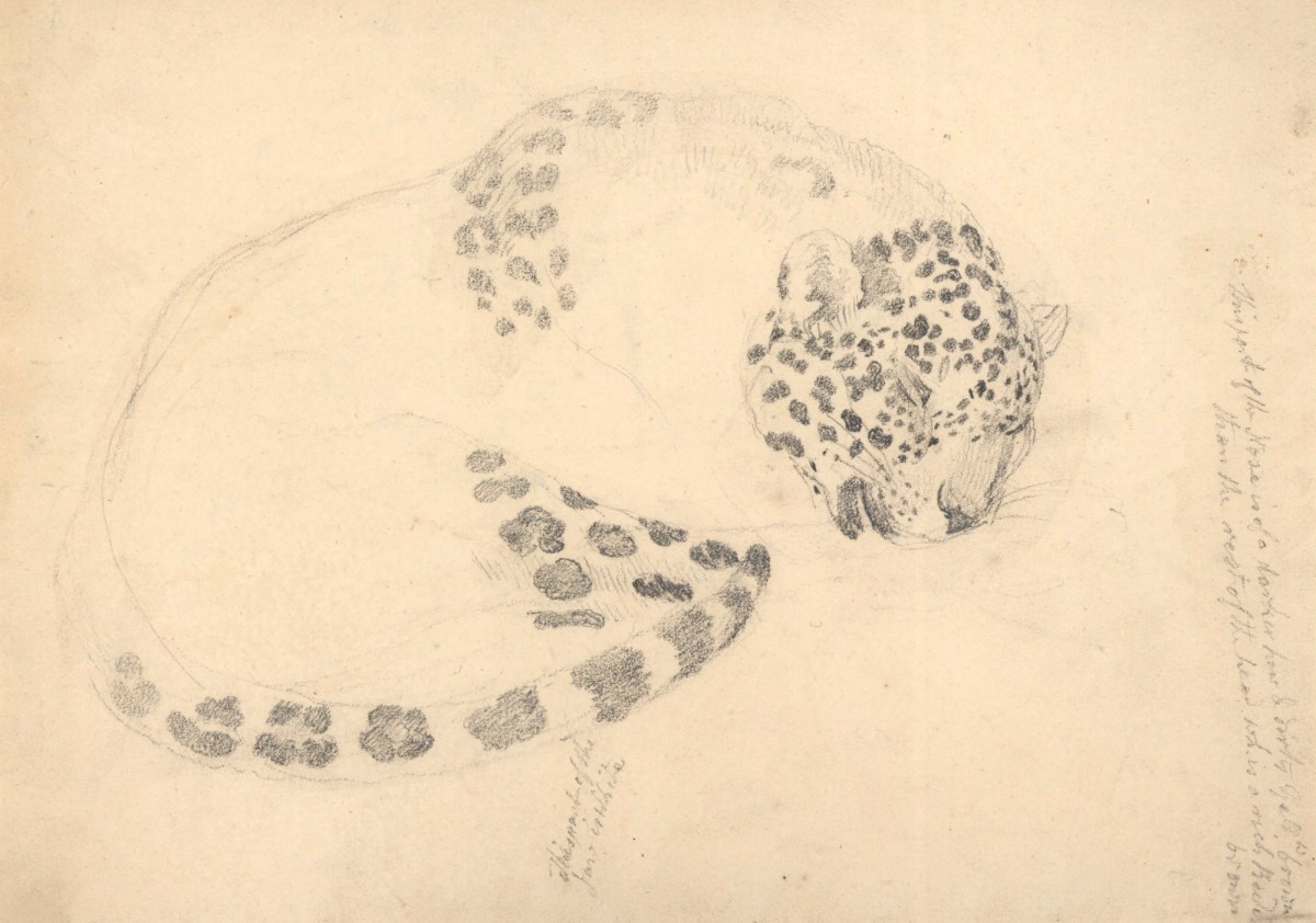 Philip Reinagle RA, Sketch of a sleeping leopard