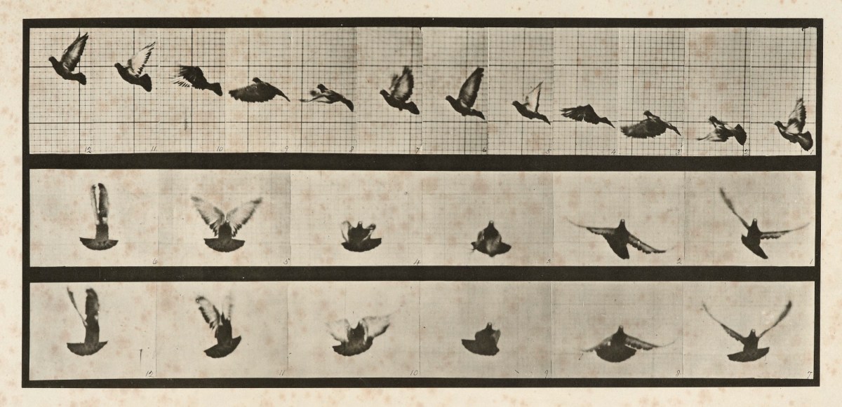 Eadweard Muybridge, Pigeon; flying