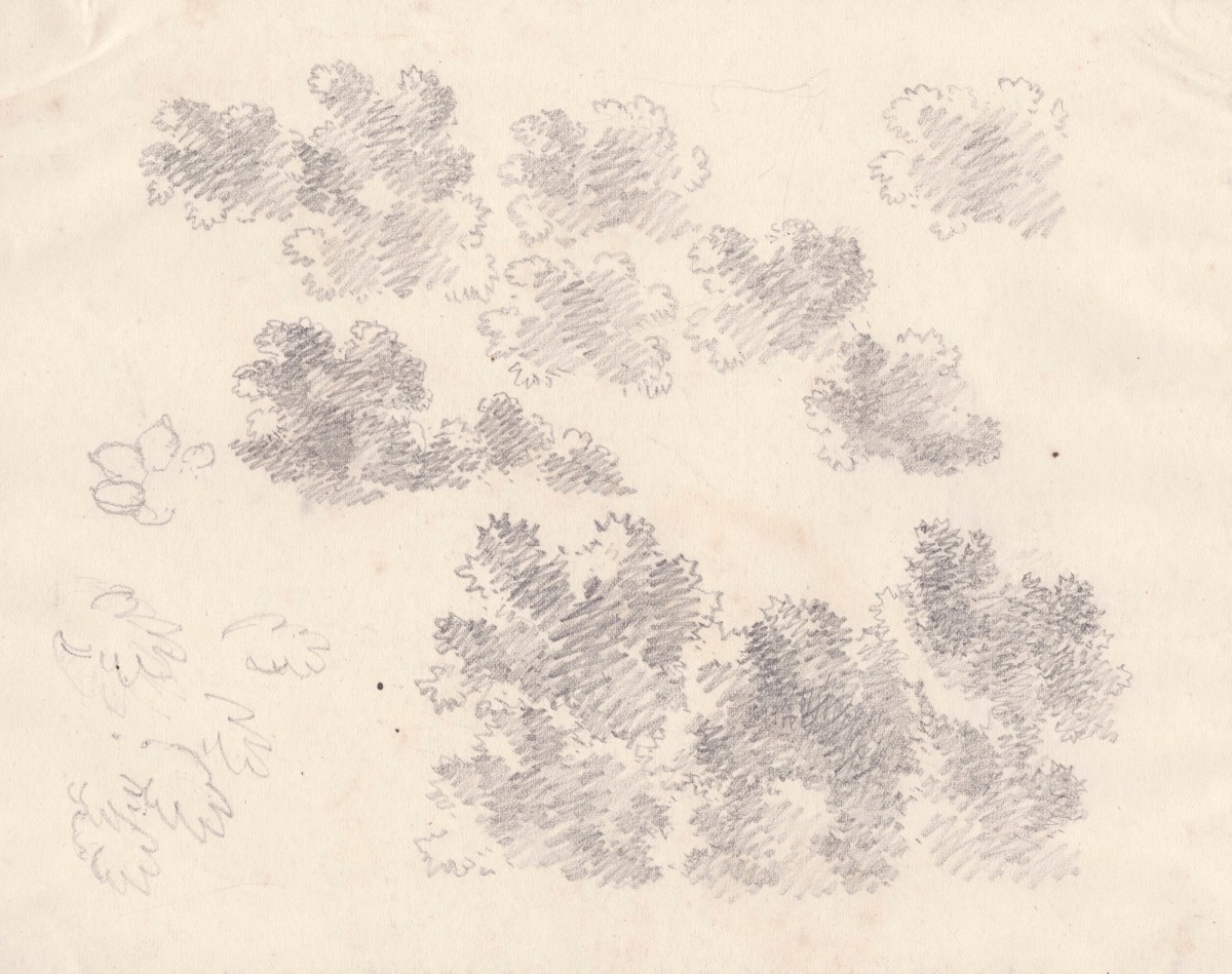 Oriana Georgiana Reinagle, Studies of foliage