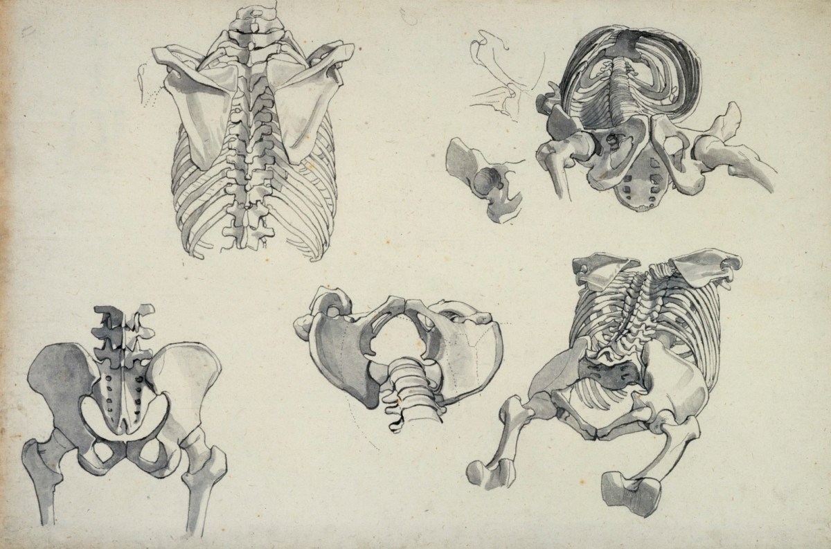 Pelvis bones human anatomy sketch Royalty Free Vector Image