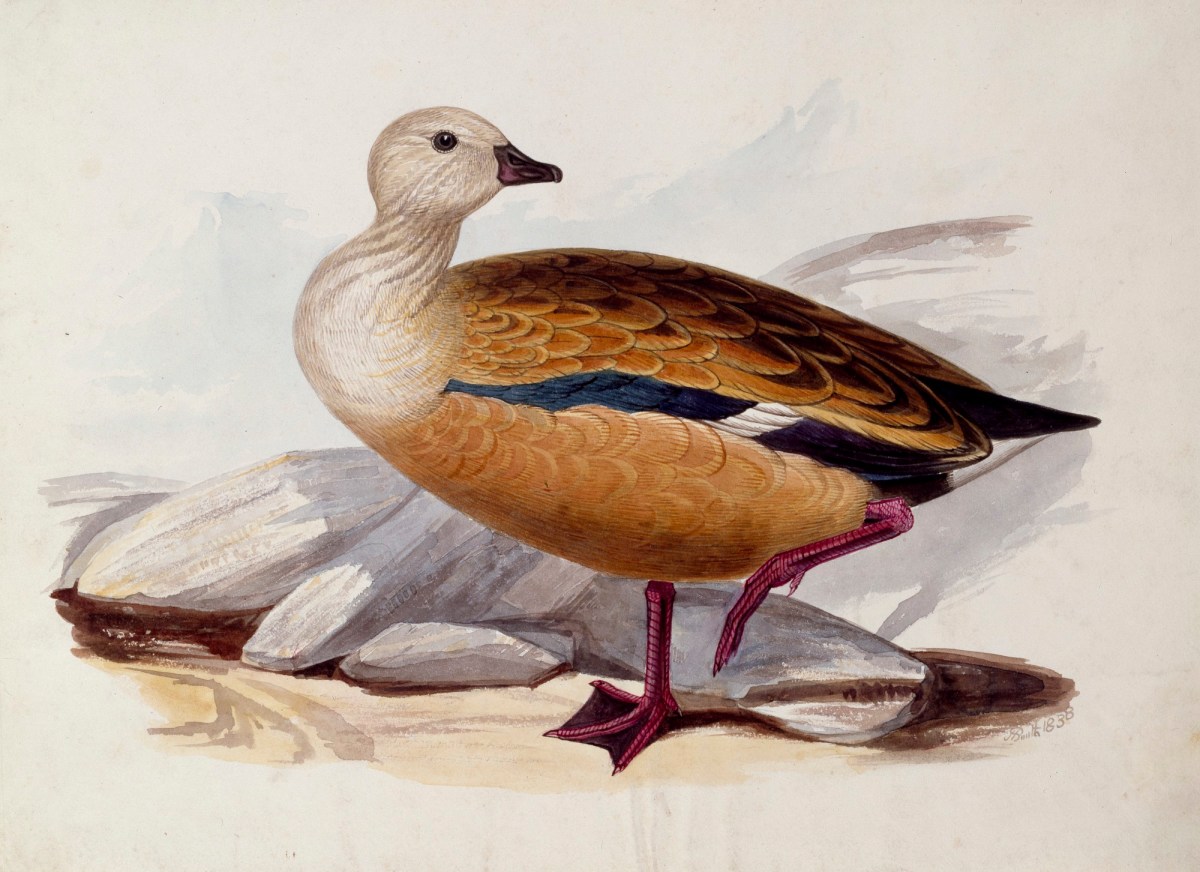 John Halphead Smith, A duck in profile