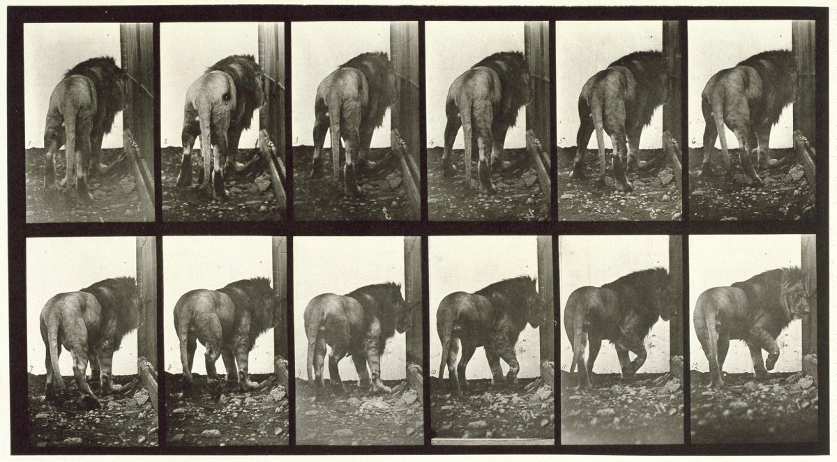 Eadweard Muybridge, Lion walking turning around