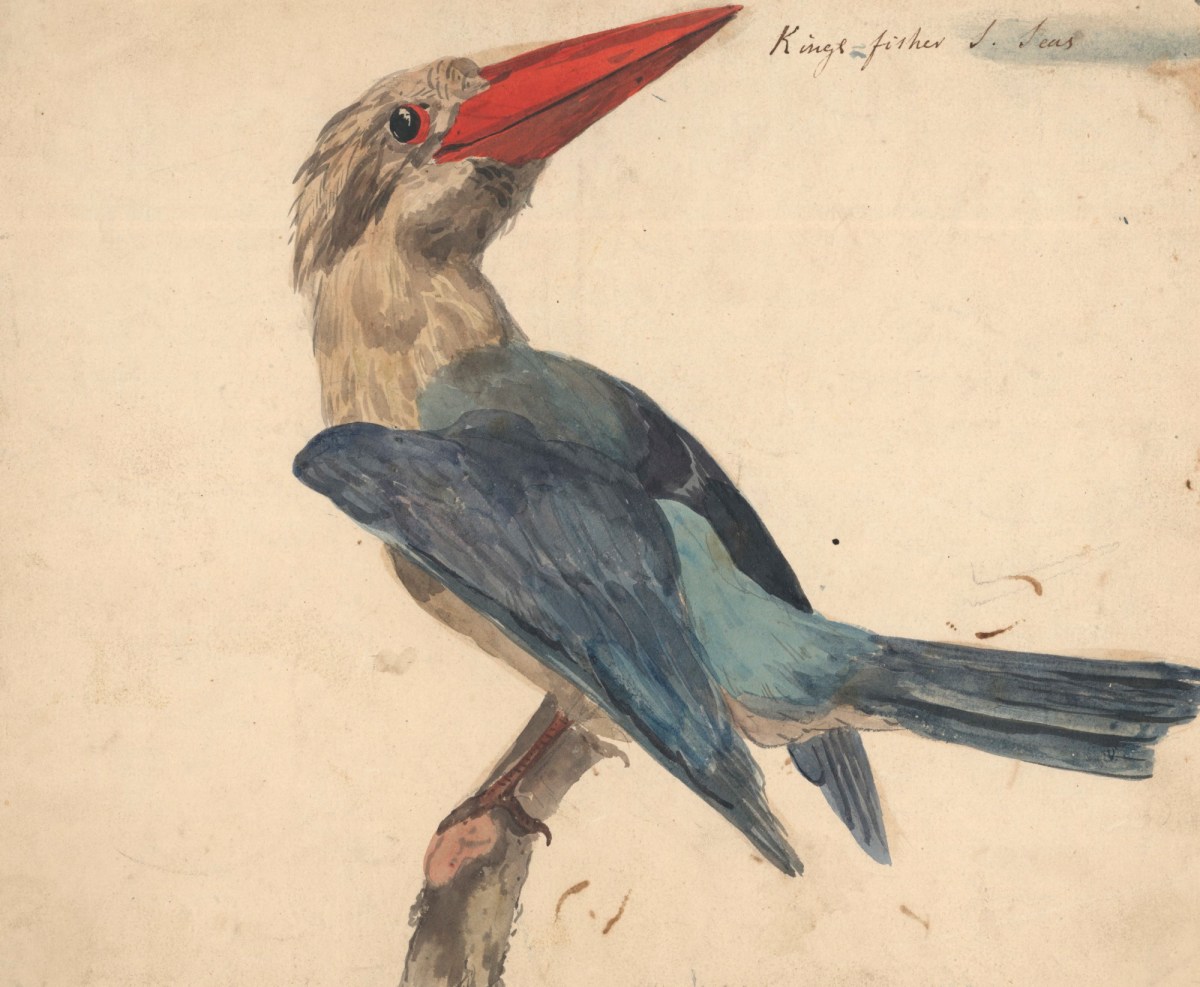 Philip Reinagle RA, A kingfisher from the South Seas