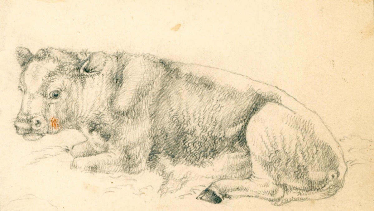Sir Edwin Landseer RA, A calf lying down