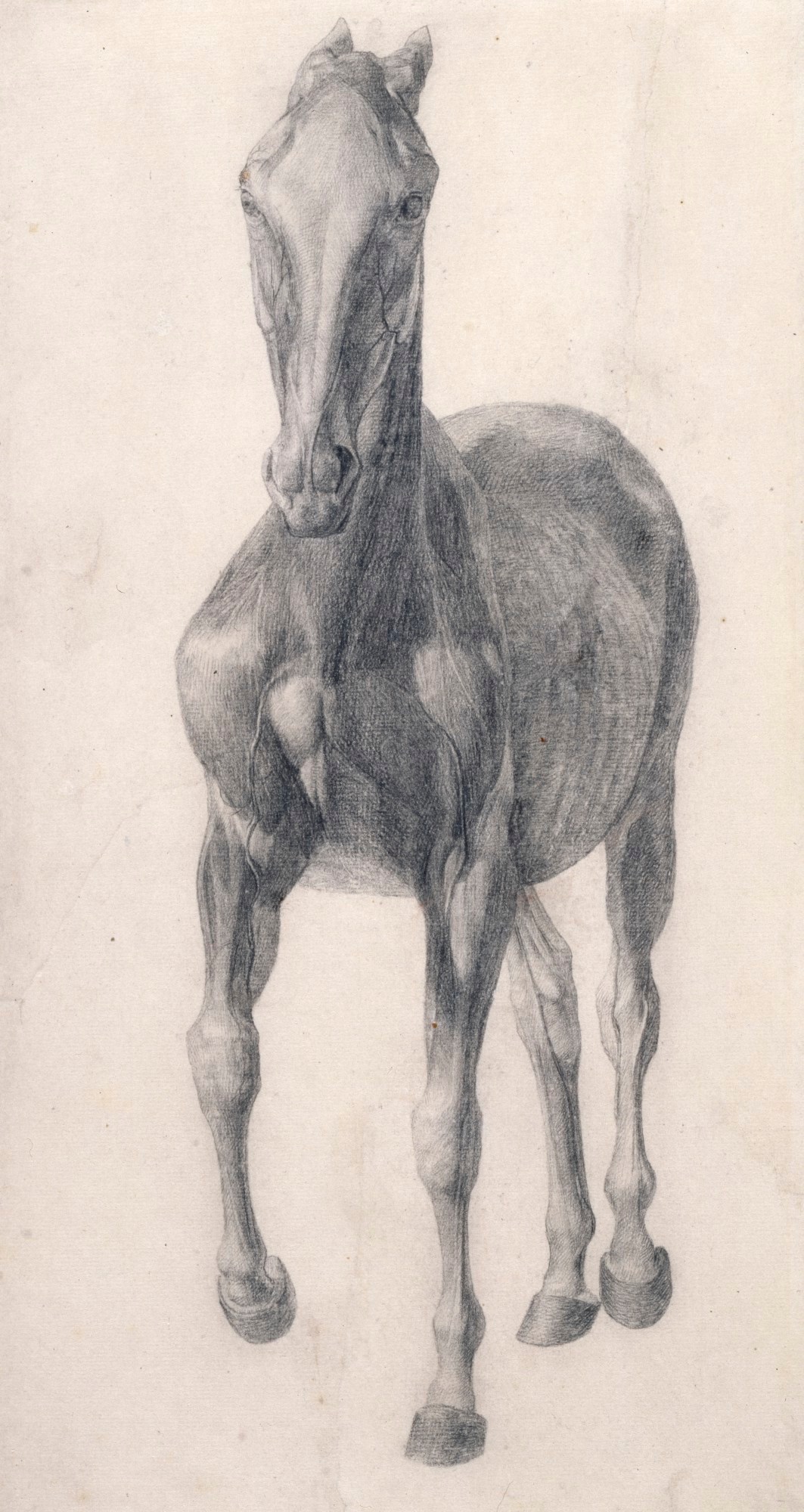 George Stubbs ARA, Finished study for 'The Sixth Anatomical Table of the Muscles ... of the Horse'
