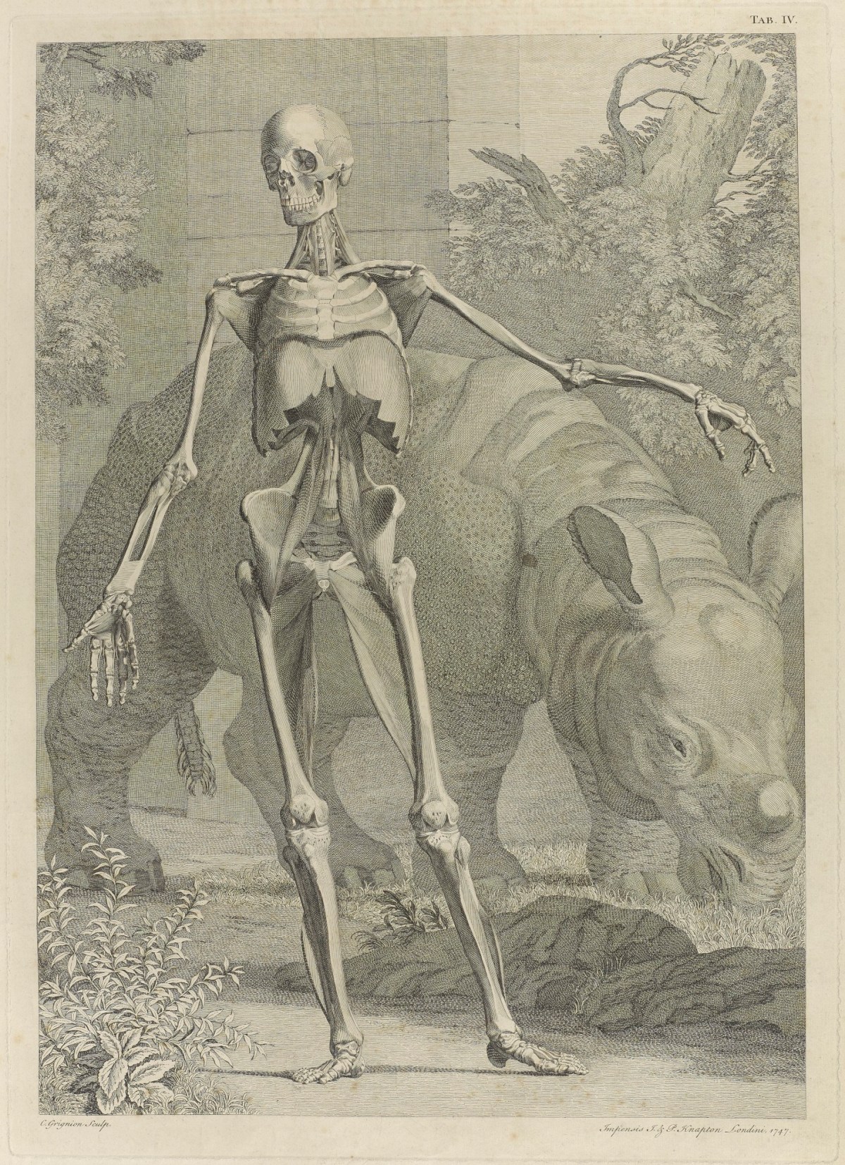 John Knapton and Paul Knapton, Plate 4: Internal muscles of a body (front) and Clara the rhinoceros