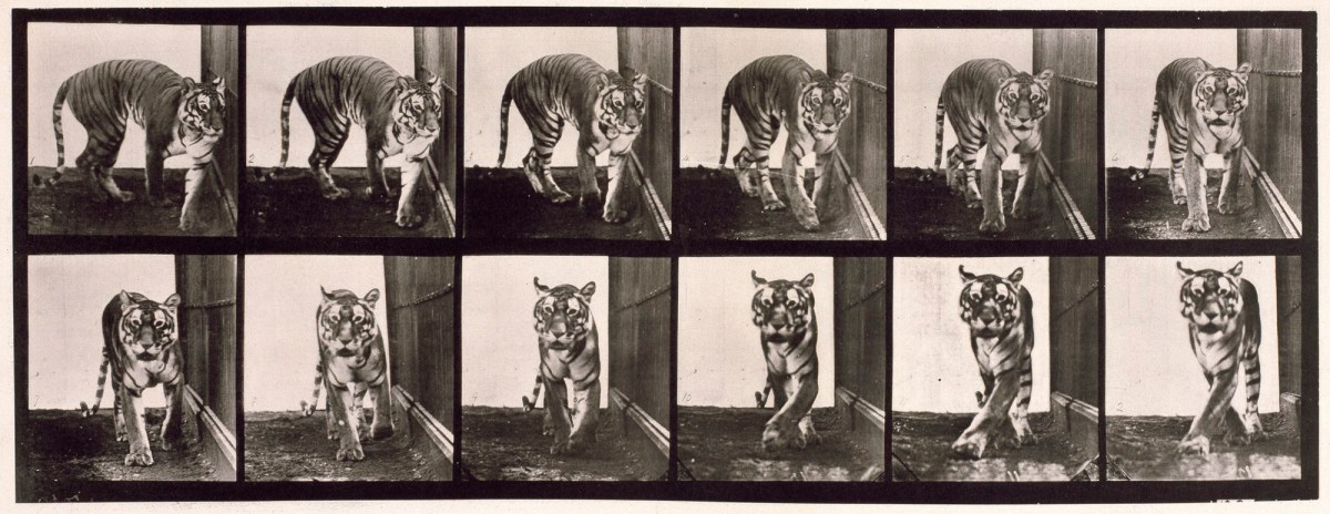 Eadweard Muybridge, Tigress; walking and turning around