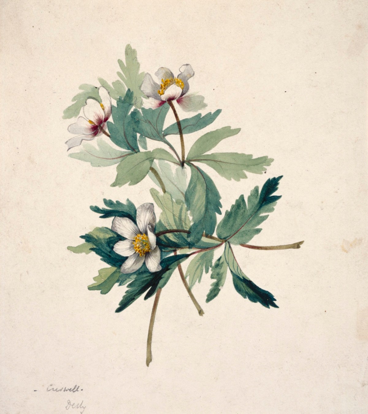 Unidentified British artist, Study of wood anemones