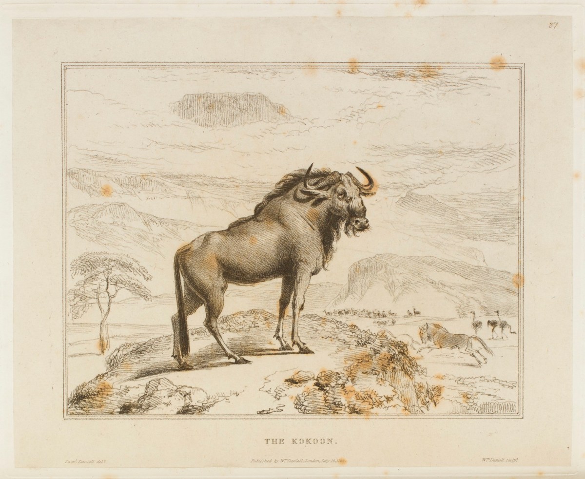 Samuel Daniell, The Kokoon