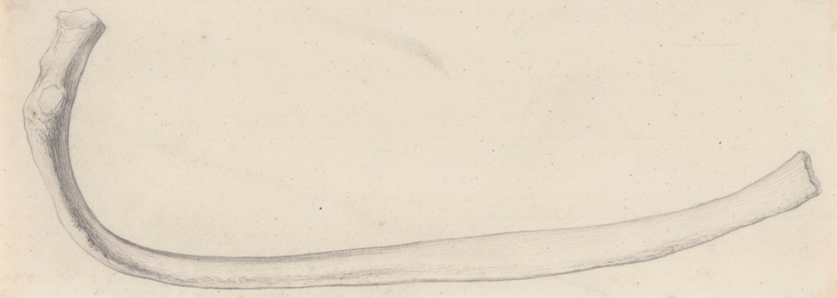 Gerard van der Gucht, The sixth (?) lower rib, for Cheselden's Osteographia