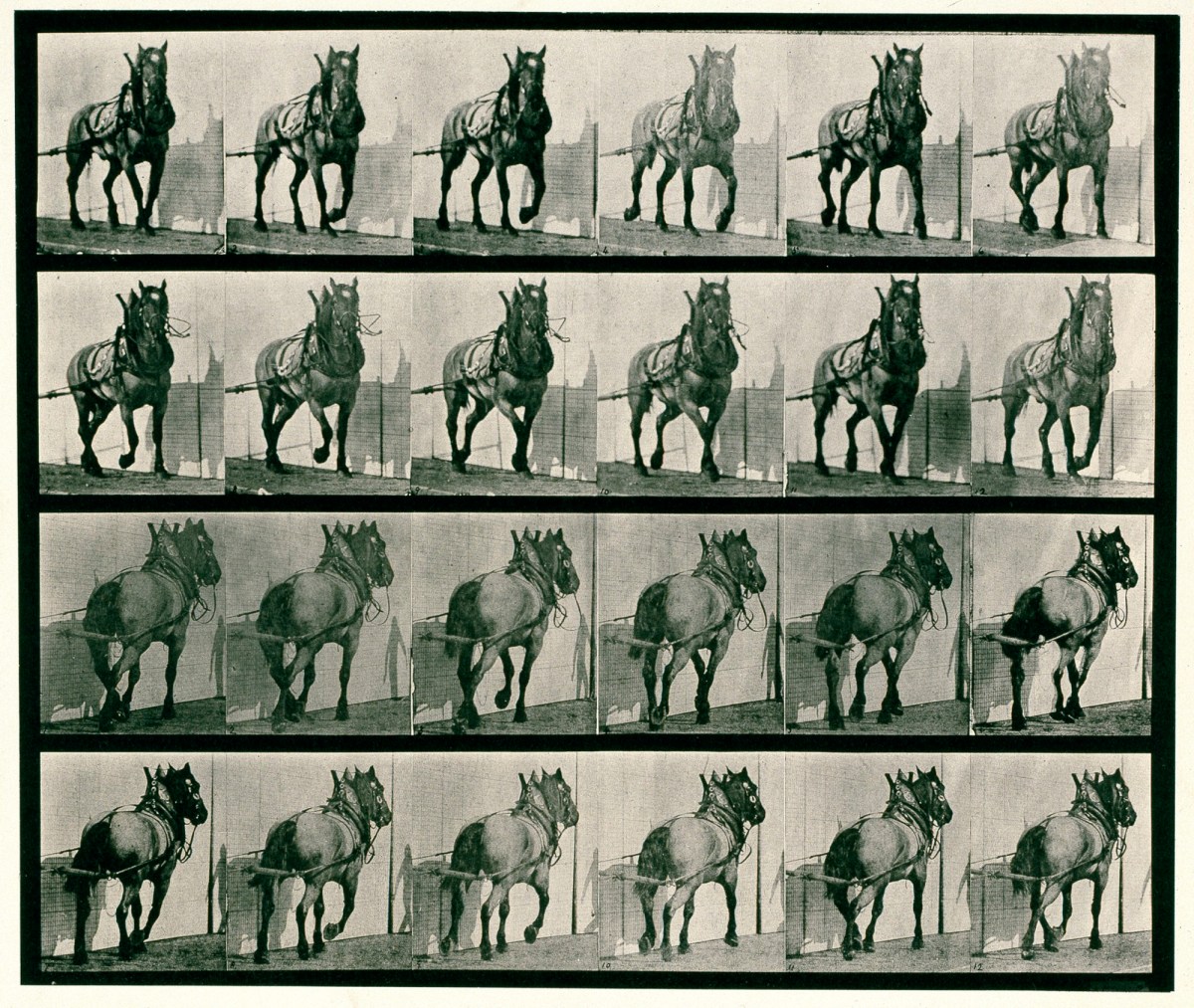 Eadweard Muybridge, Hauling; dark-gray Belgian horse Billy