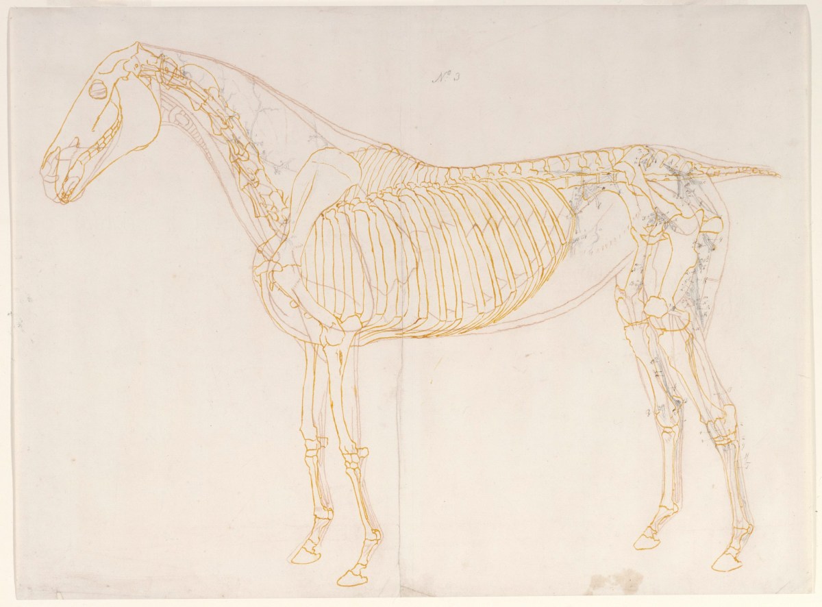 George Stubbs ARA, Working drawing of the Blood Vessels for 'The Third Anatomical Table of the Muscles ... of the Horse'