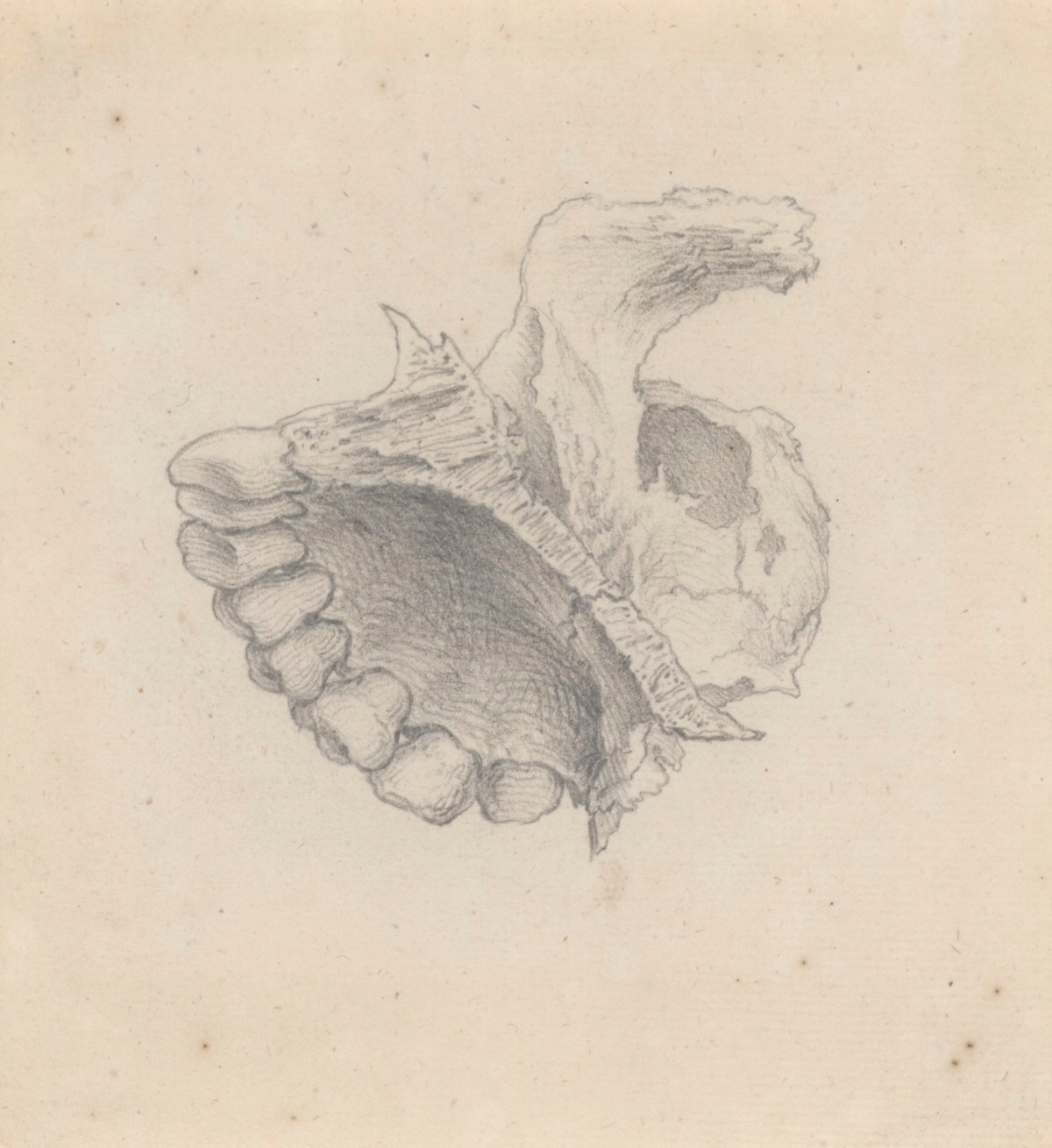 Gerard van der Gucht, The inside of part of the upper jaw, for Cheselden's Osteographia