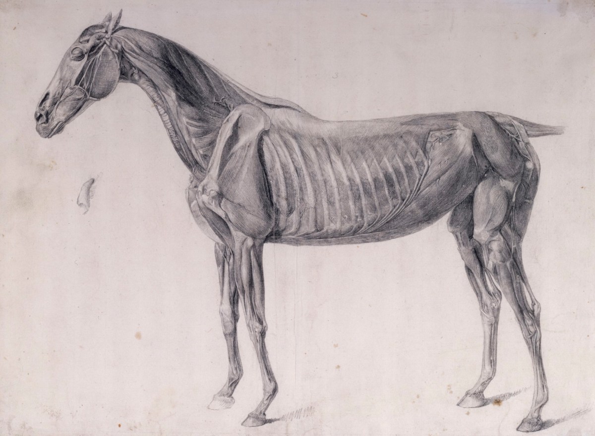George Stubbs ARA, Finished study for 'The Third Anatomical Table of the Muscles ... of the Horse'