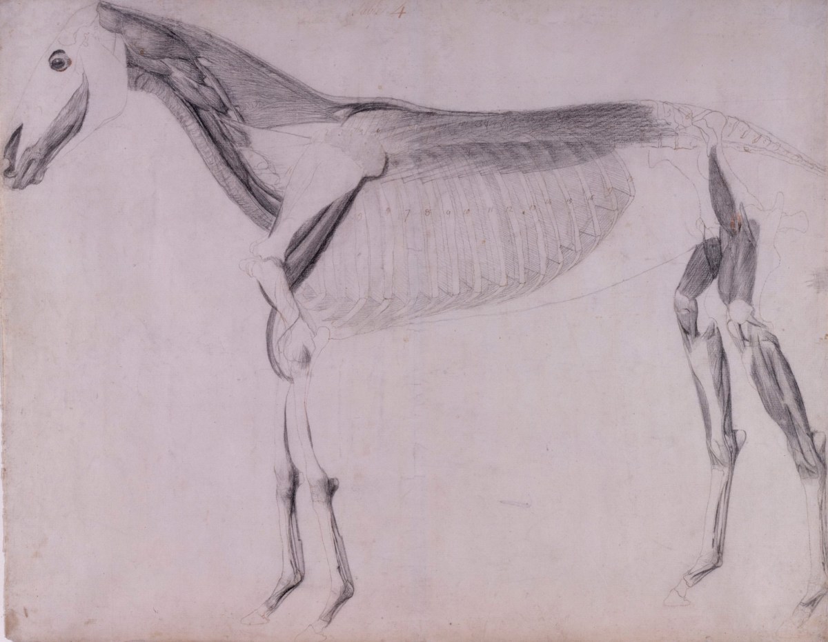George Stubbs ARA, Working drawing for 'The Fourth Anatomical Table of the Muscles ... of the Horse'