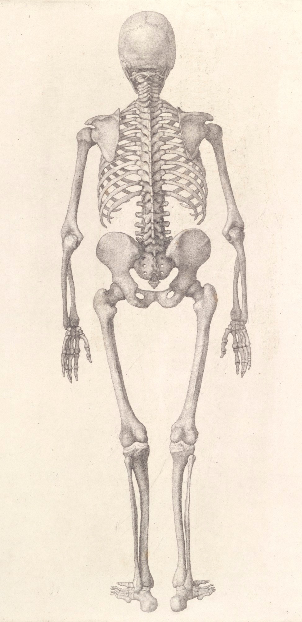 The Human Skeleton Art Print by English School - Pixels