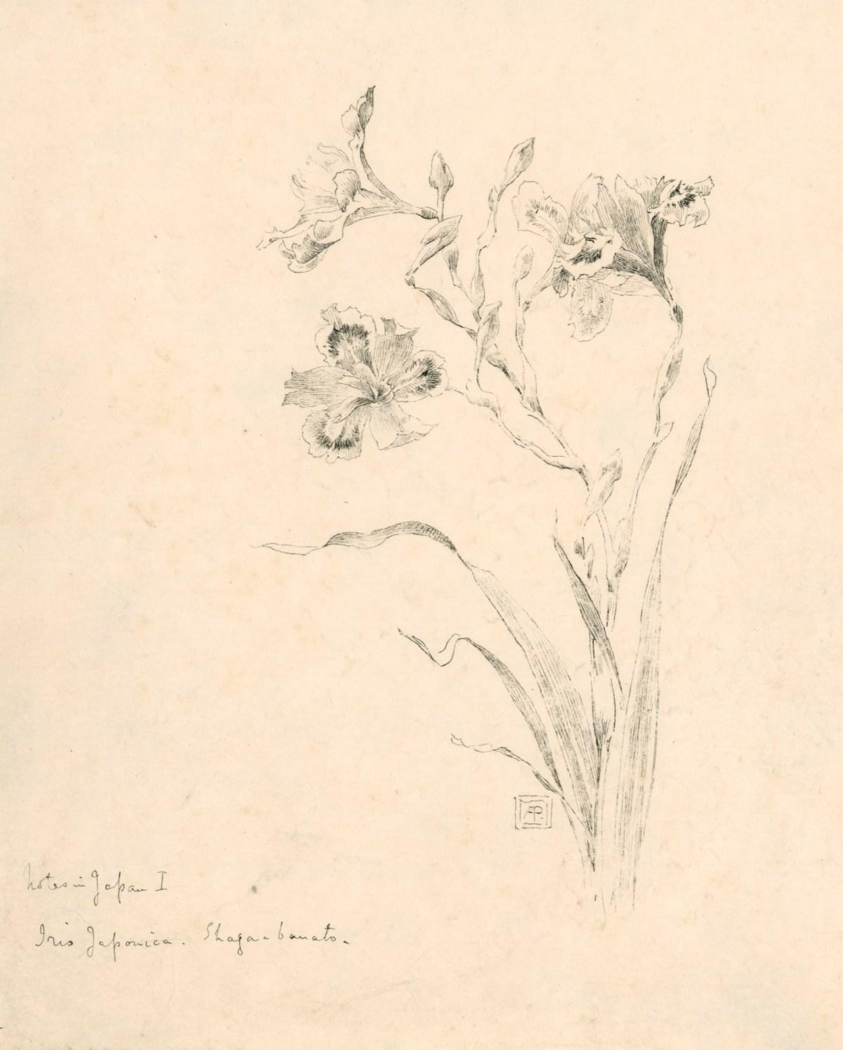 Alfred Parsons RA, Iris Japonica