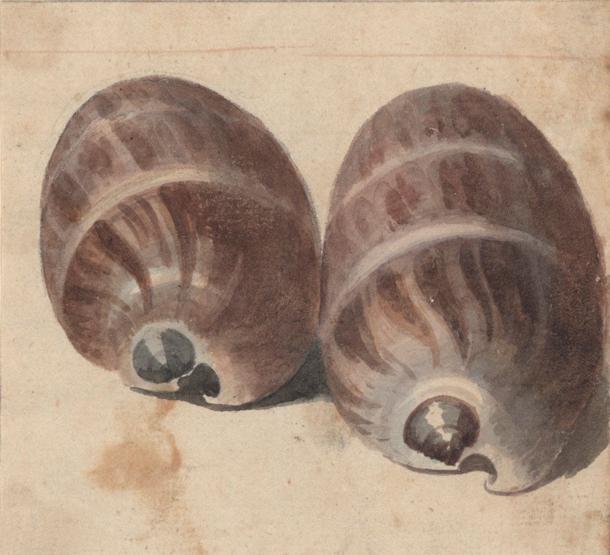 Philip Reinagle RA, Two shells