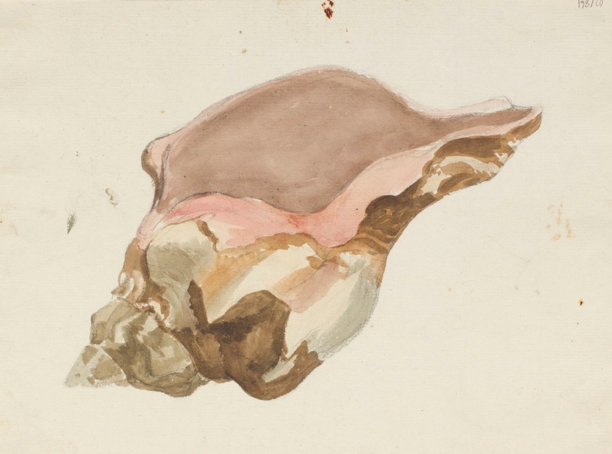 Philip Reinagle RA, A conch shell