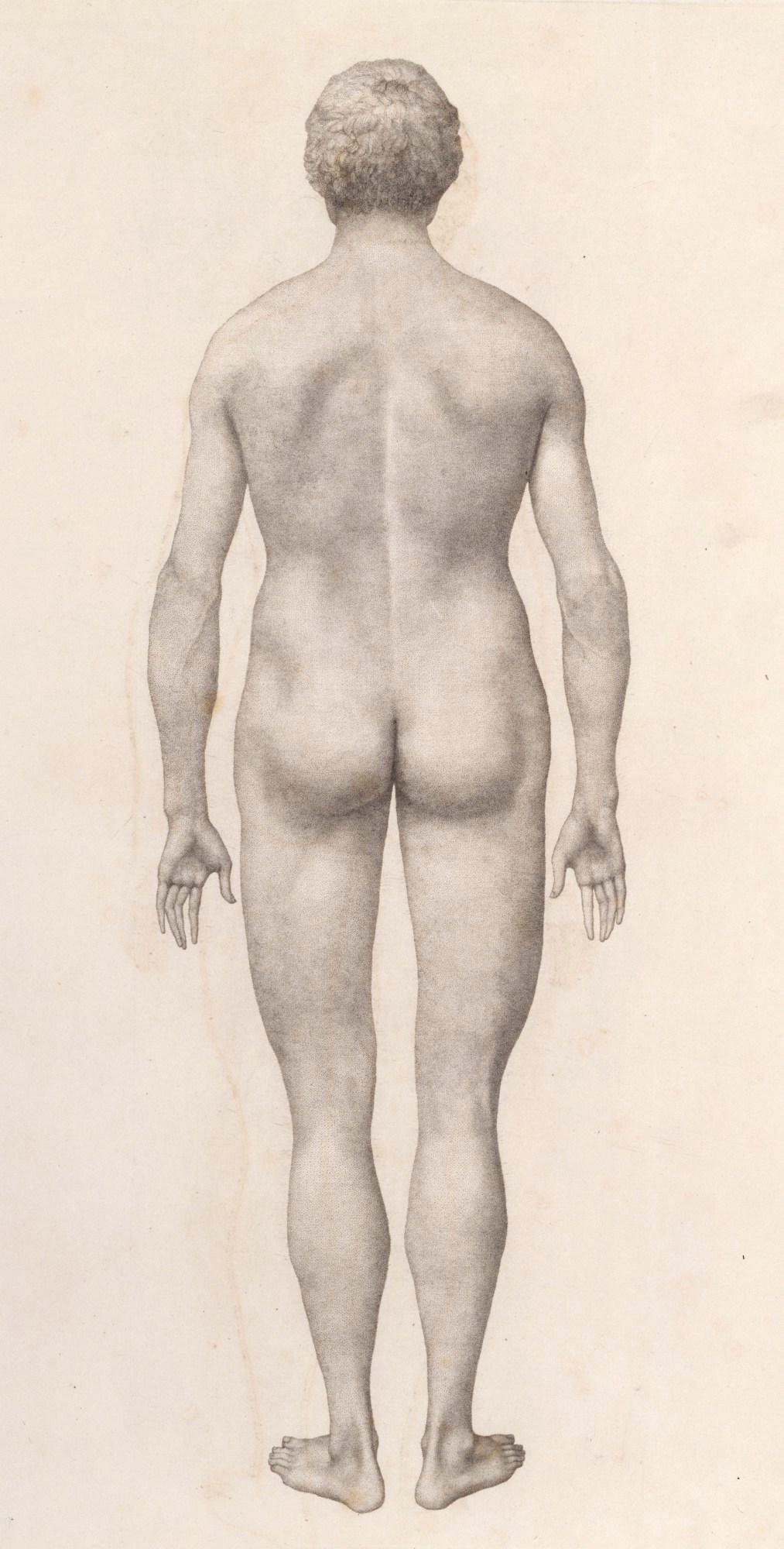 George Stubbs ARA, Human Body: posterior view