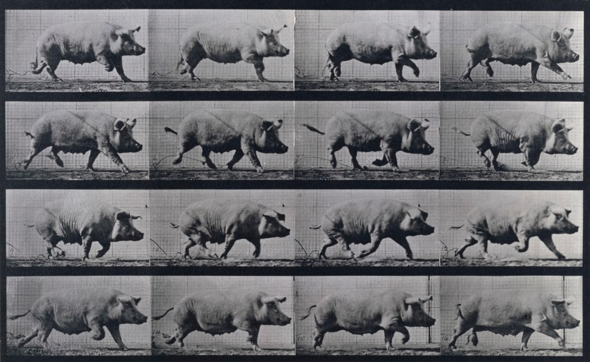 Eadweard Muybridge, Sow trotting