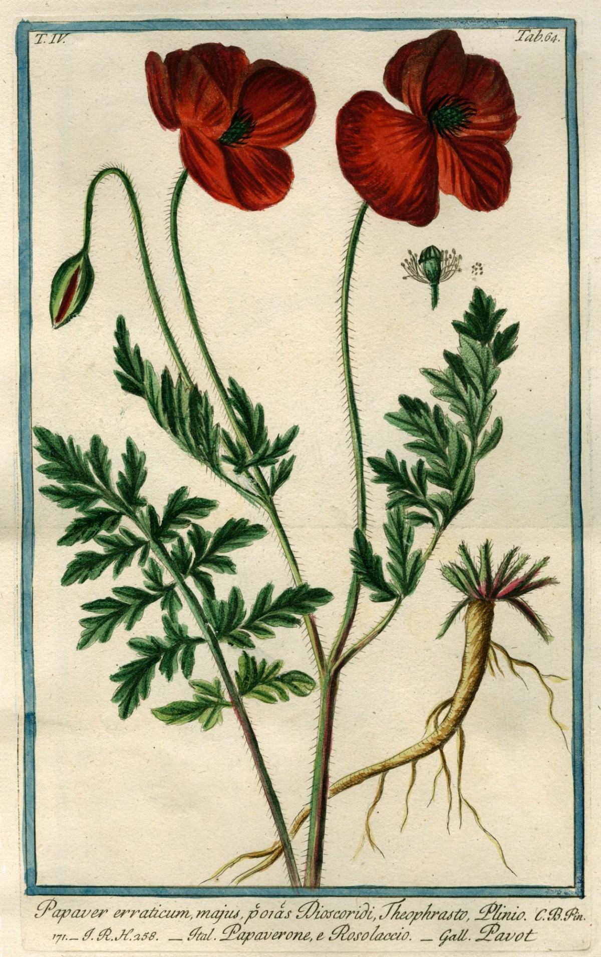 Cesare Ubertini, Papaver erraticum
