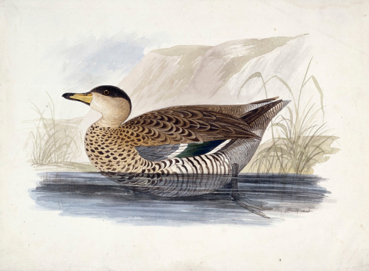 John Halphead Smith, A duck, probably a Silver Teal, in profile