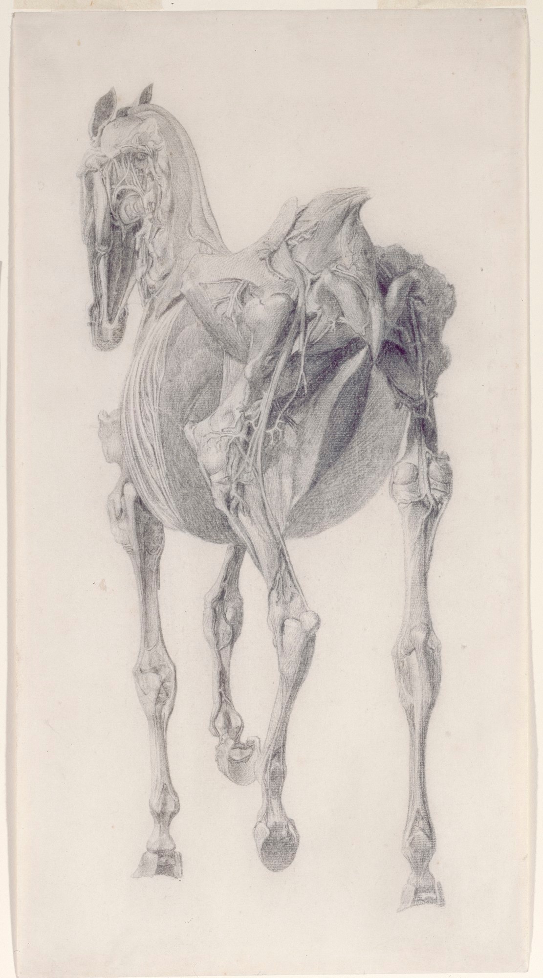 George Stubbs ARA, Finished study for 'The Fifteenth Anatomical Table of the Muscles ... of the Horse'