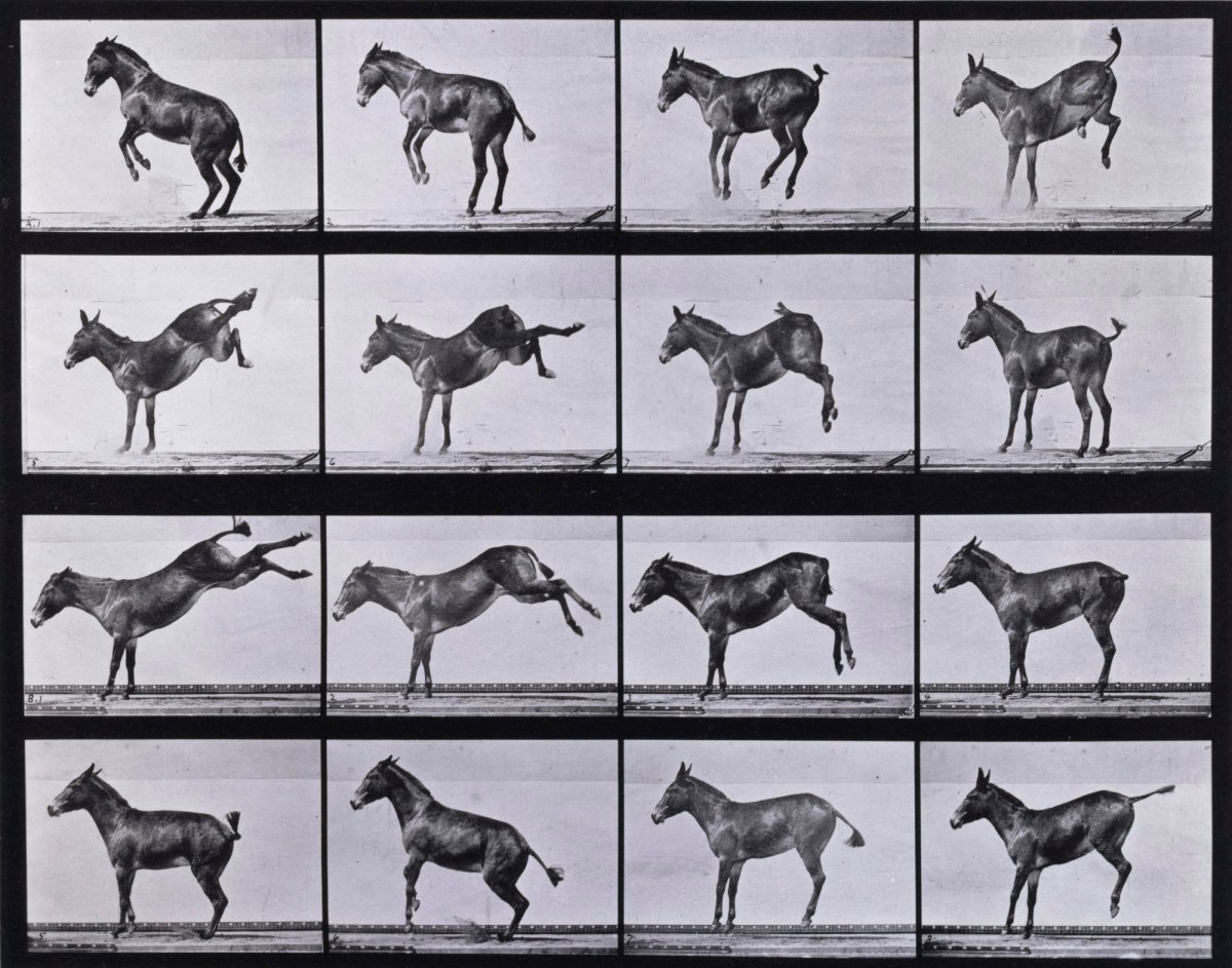 Eadweard Muybridge, Mule, bucking and kicking, Ruth