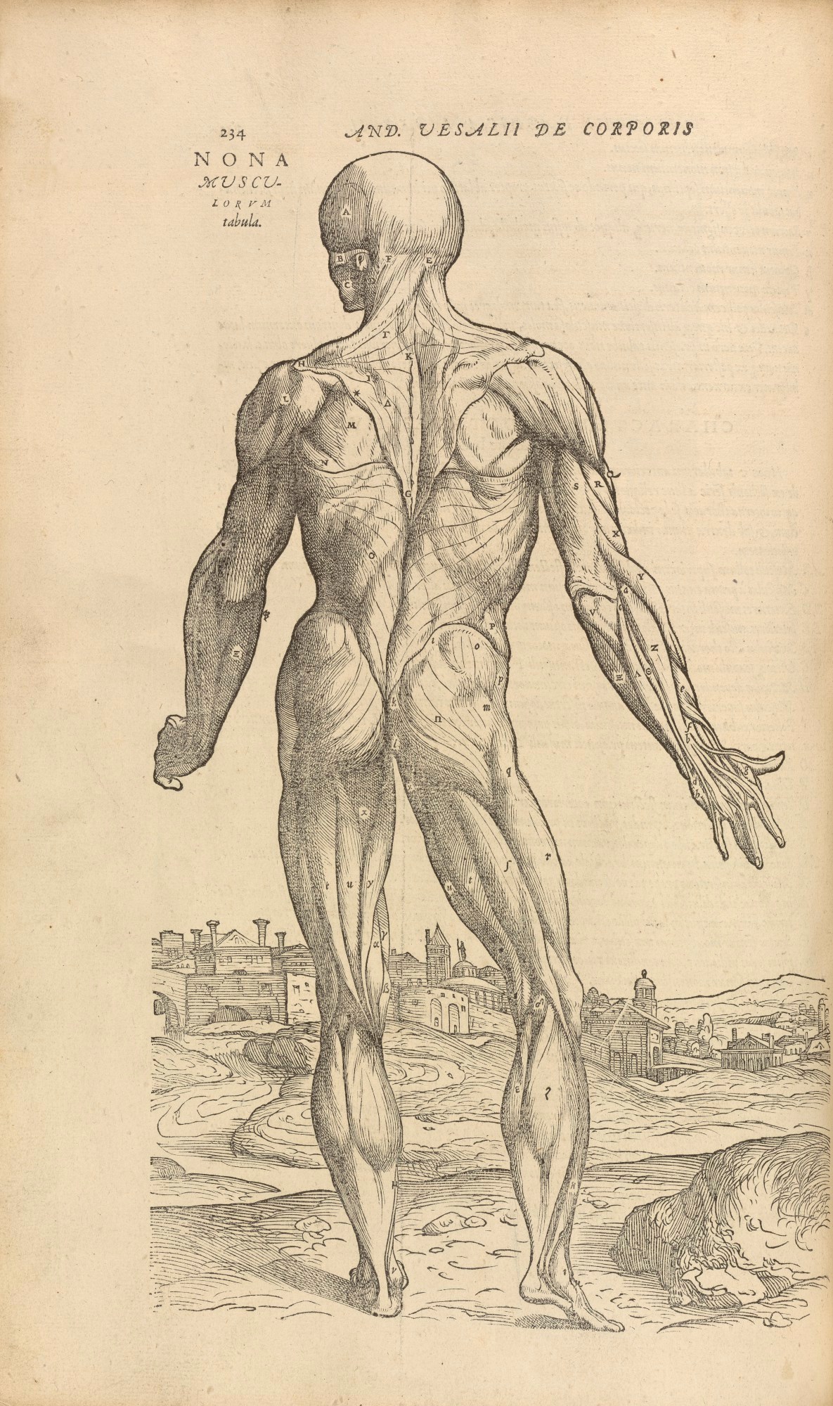 Unidentified Venetian artist and Titian and Jan Steven van Calcar, The Ninth Muscle Figure