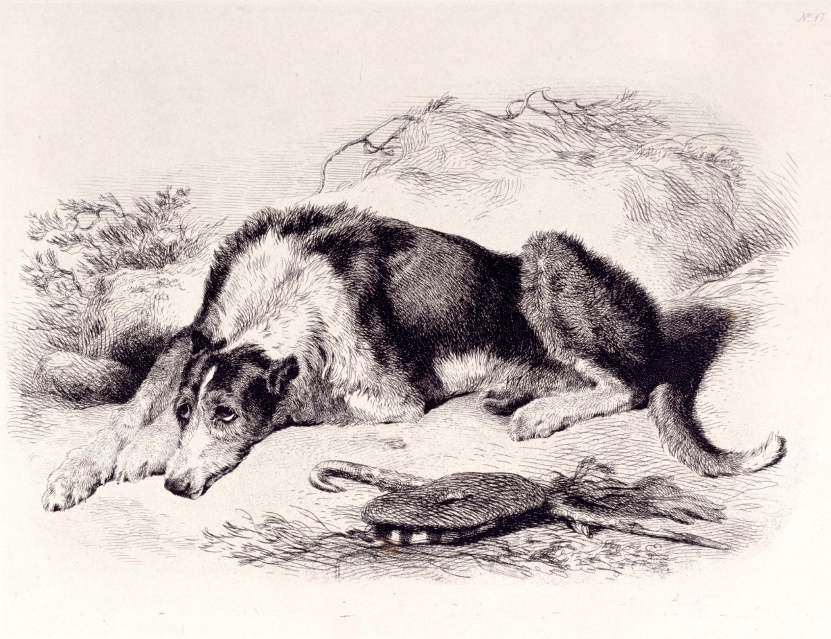 Sir Edwin Landseer RA, A Shepherd's Dog