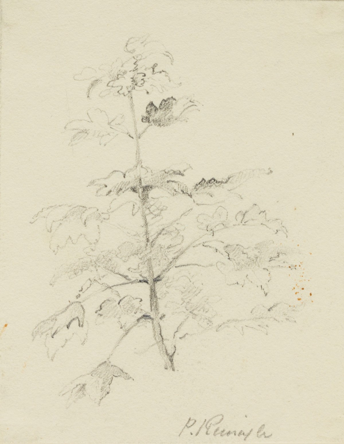 Philip Reinagle RA, Sketch of a branch with leaves