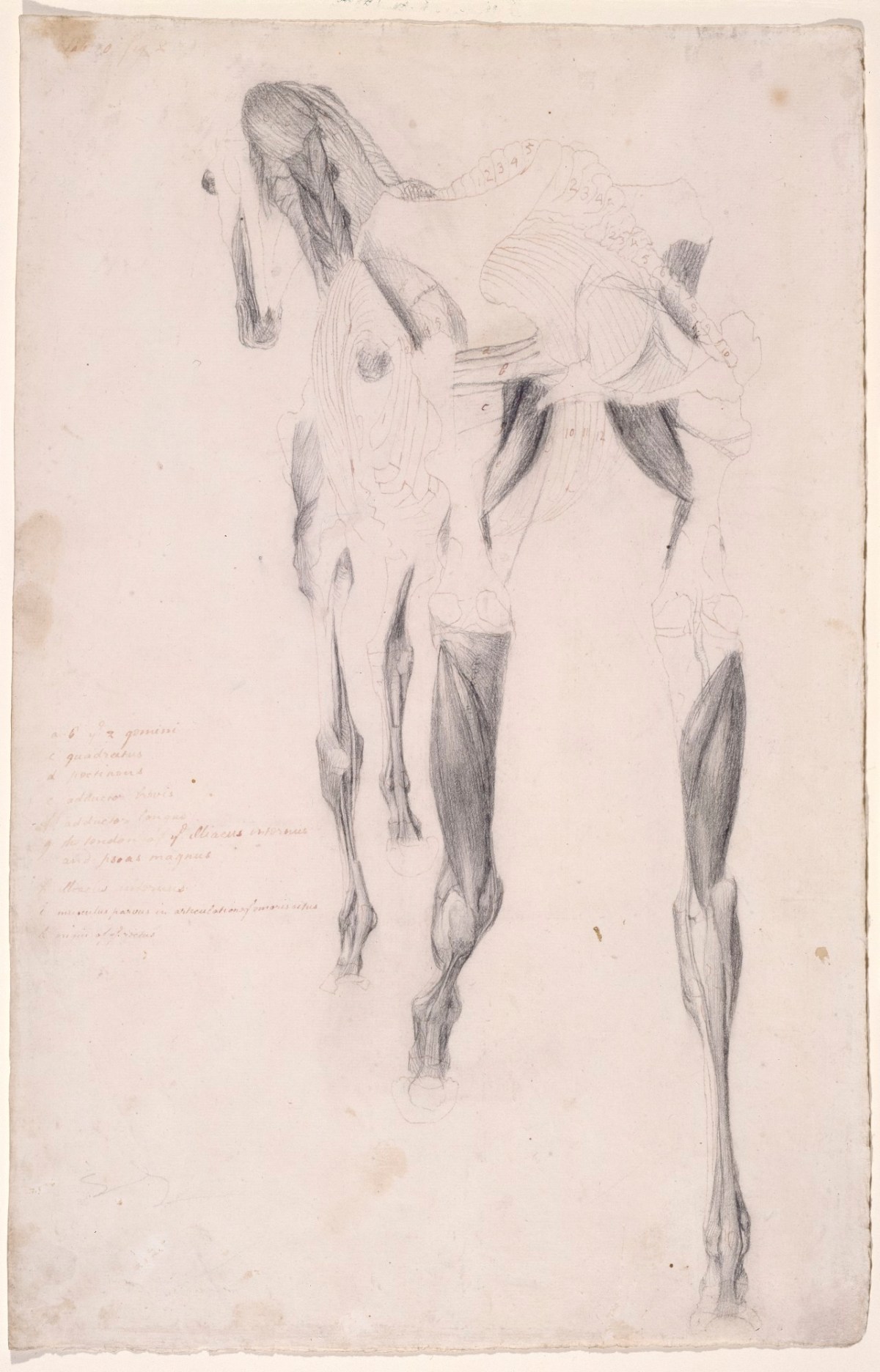 George Stubbs ARA, Working drawing probably for 'The Fourteenth Anatomical Table of the Muscles ... of the Horse'