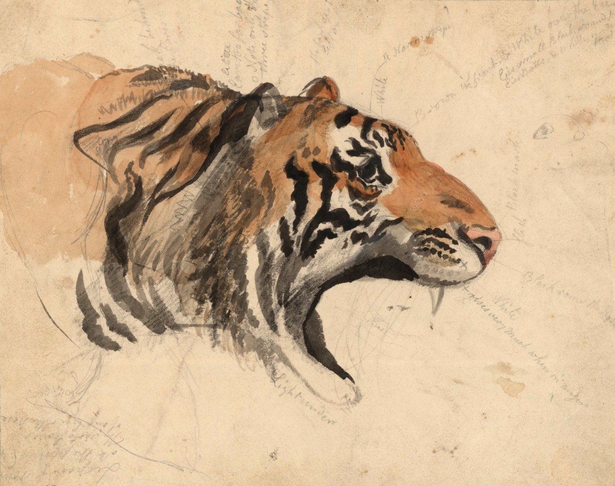 Philip Reinagle RA, Head of a tiger