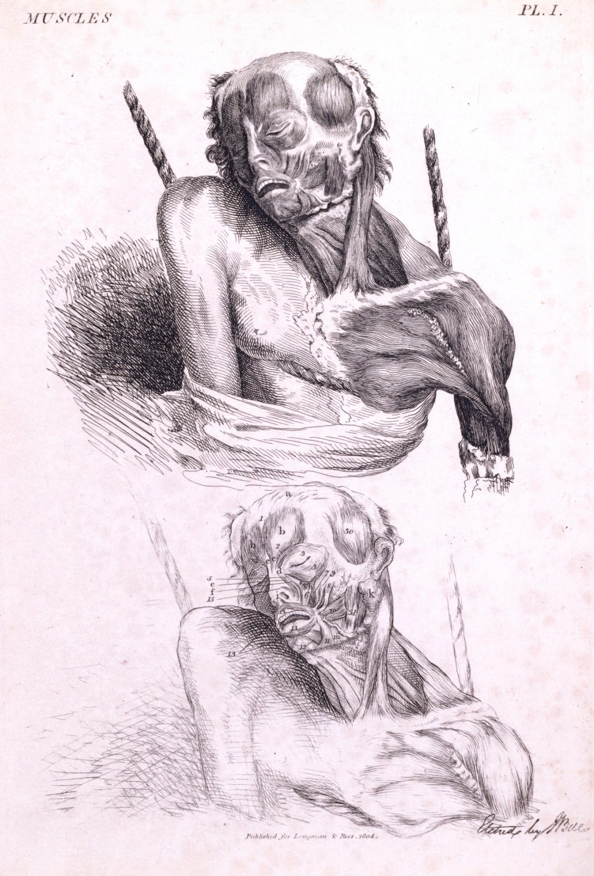 John Bell, Dissection of the muscles of the face