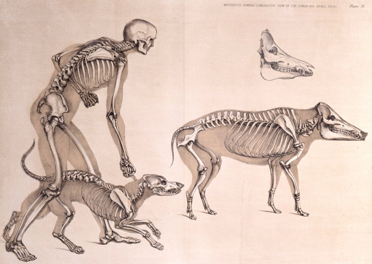 Human dog art top