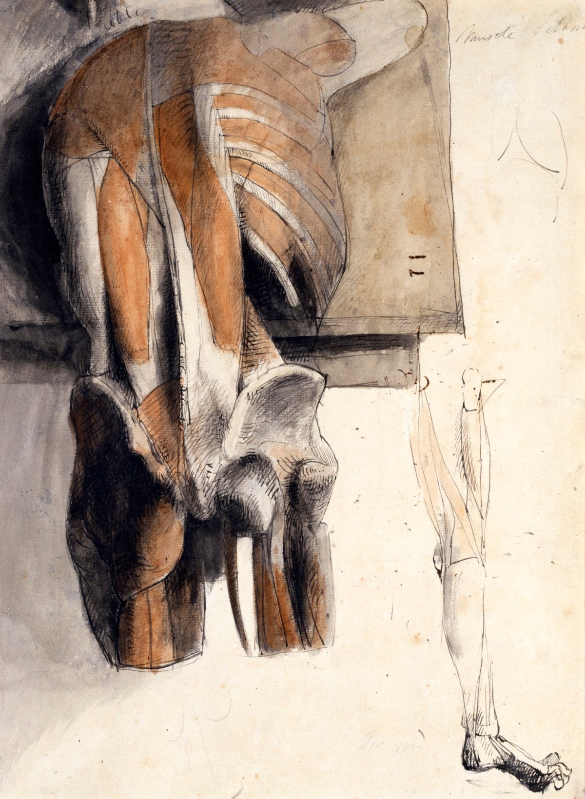 Benjamin Robert Haydon, Anatomical drawing of the muscles and bones of a cadaver seen from the back
