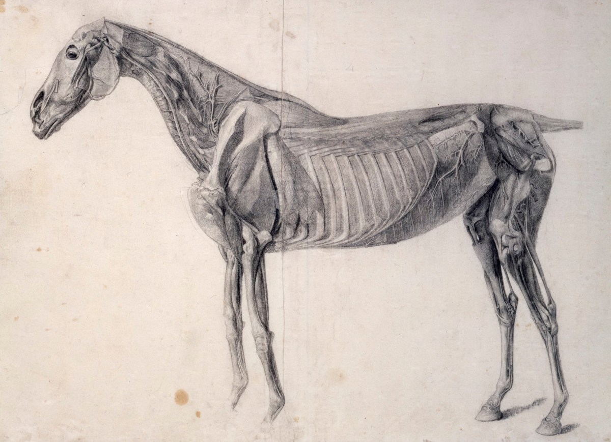 George Stubbs ARA, Finished study for 'The Fourth Anatomical Table of the Muscles ... of the Horse'