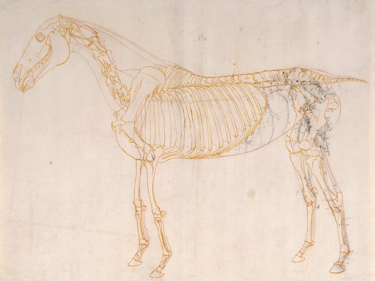 George Stubbs ARA, Working drawing of the Blood Vessels for 'The Fourth Anatomical Table of the Muscles ... of the Horse'